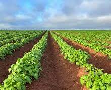 Flow Chart Palm Bunch Ash