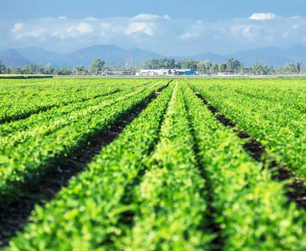 Phytosanitary Certificate